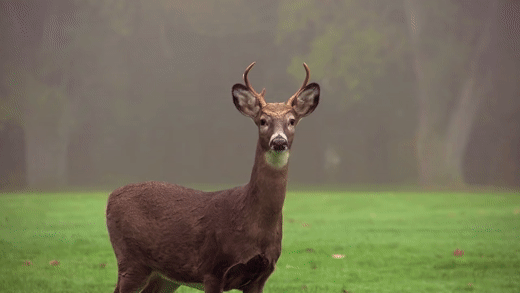 Head bobbing deer GIF